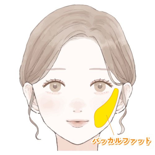 バッカルファットの位置イラスト